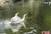 八字命盘吉林：罕见白鸬鹚连续两年“故地重游”