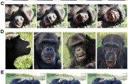 八字命盘国际最新研究：机器人“打哈欠” 黑猩猩被传染